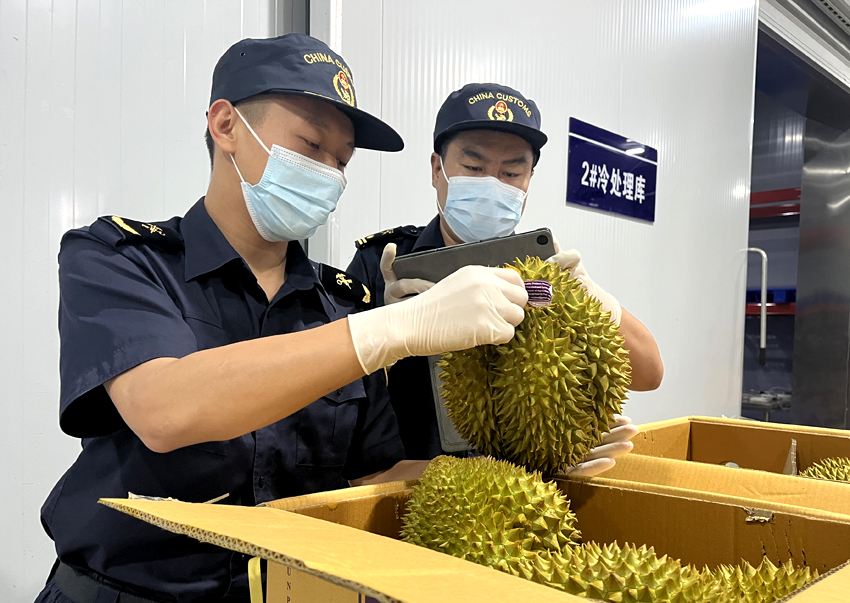 磨憨鐵路口岸綜合性指定監(jiān)管場地水果查驗區(qū)內(nèi)，海關(guān)關(guān)員正在查驗進(jìn)口榴蓮。勐臘海關(guān)供圖